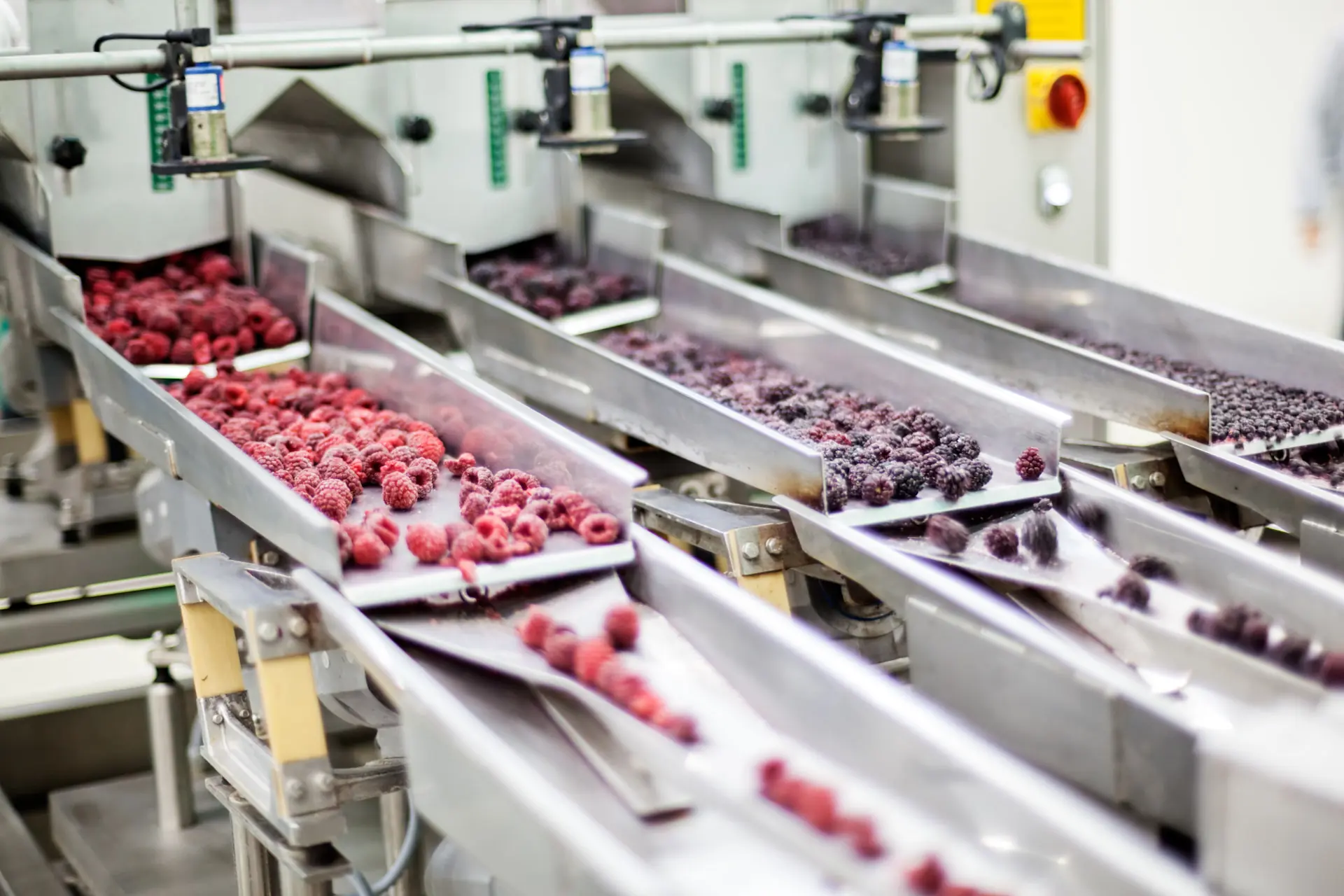 Verarbeitung von gefrorenen Beeren dank einer optimalen Kältetechnik in der Lebensmittelindustrie