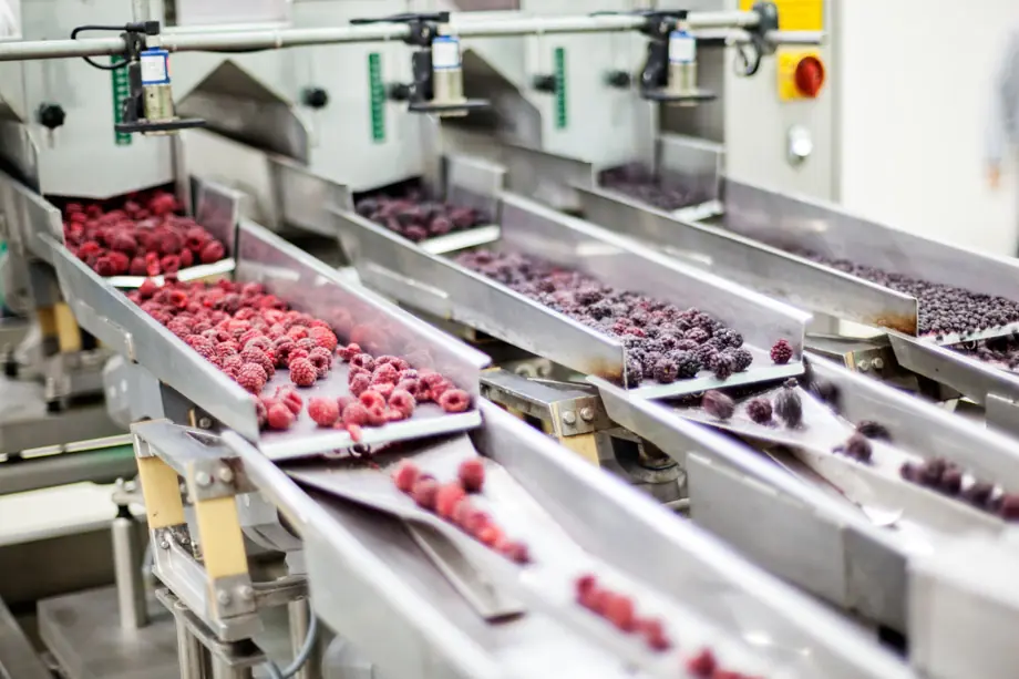 Verarbeitung von gefrorenen Beeren dank einer optimalen Kälte- und Klimatechnik in der Lebensmittelindustrie